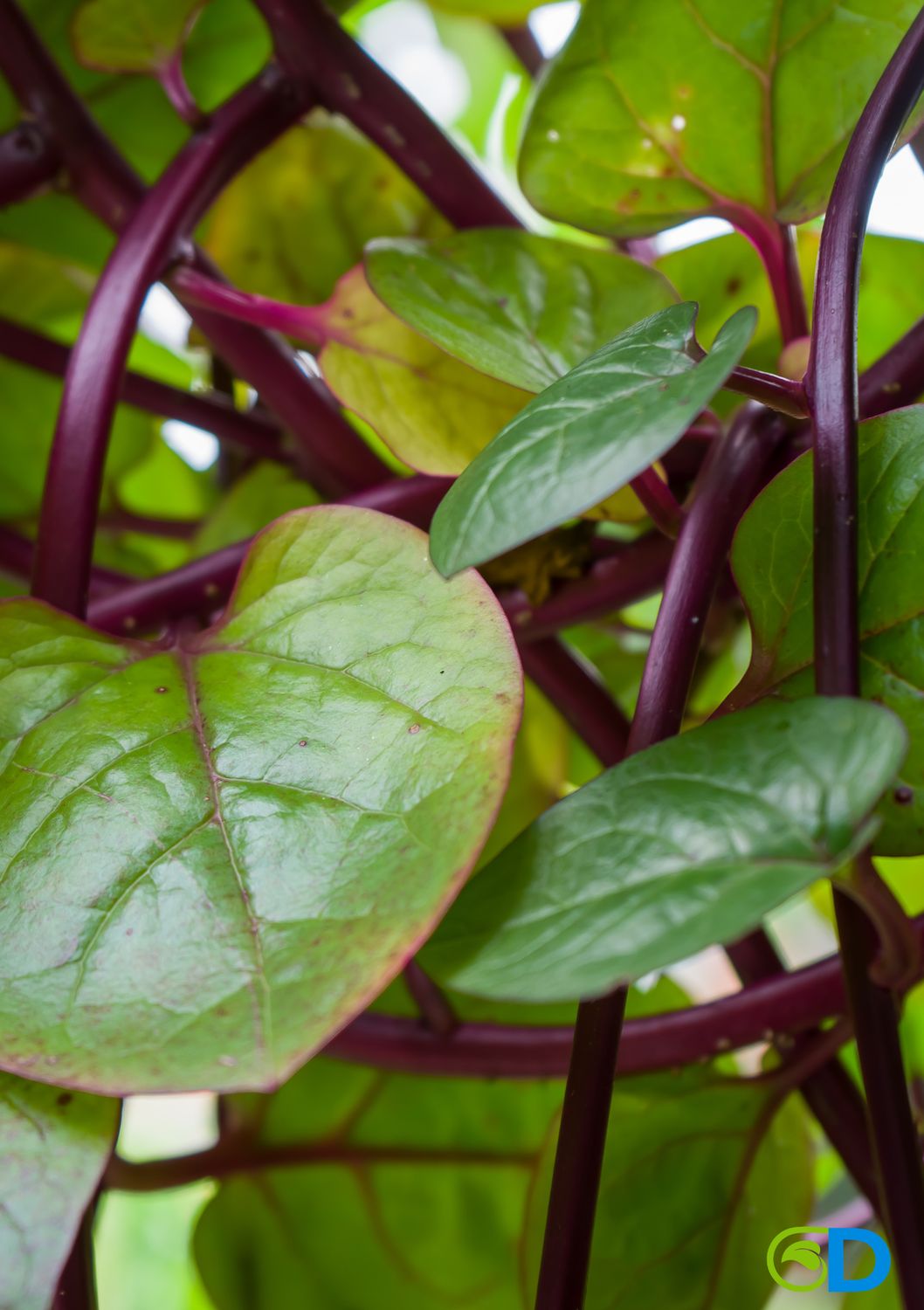 Spinach - Malabar, Red (Basella rubra) 4"