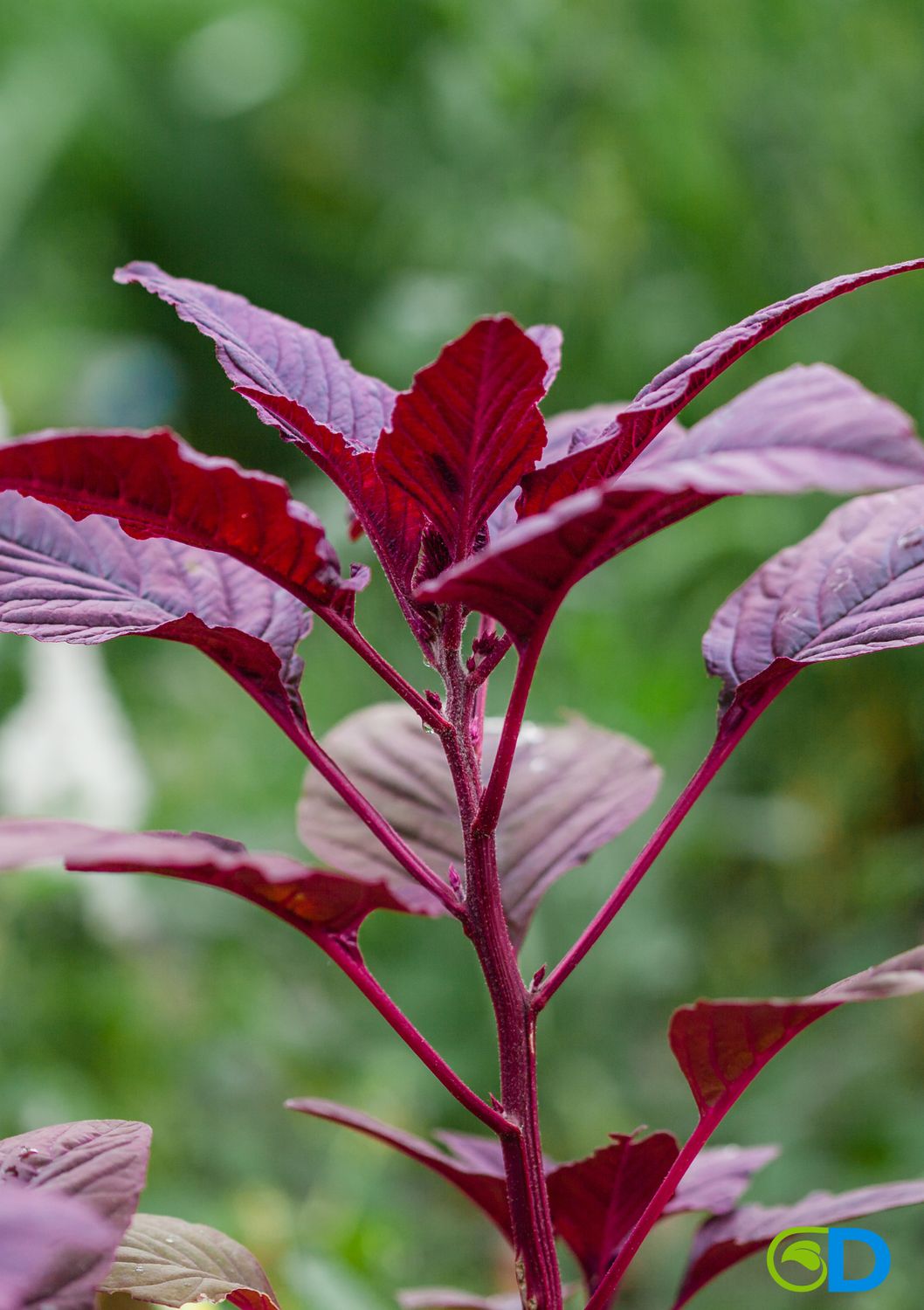 Amaranth - Red Garnet (Amaranthus cruentus) 4" Amaranth - Red Garnet (Amaranthus cruentus) 4"