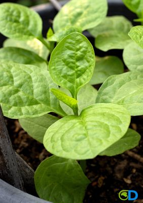 Spinach - Malabar, Green (Basella alba) 4&quot;