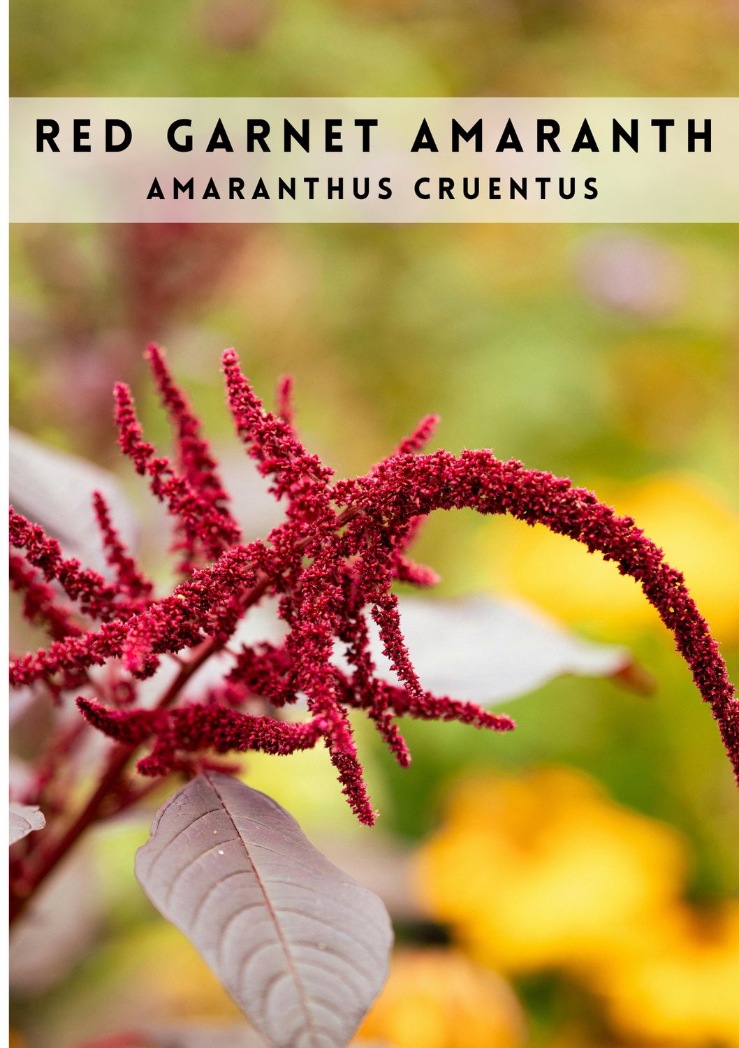 Amaranth - Red Garnet (Amaranthus cruentus) 4" Amaranth - Red Garnet (Amaranthus cruentus) 4"