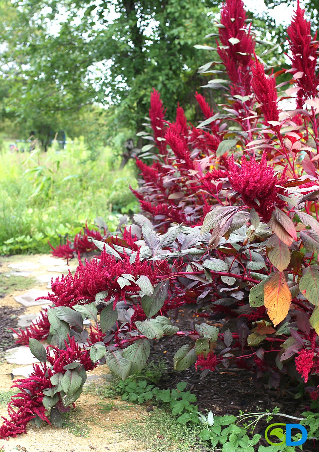 Amaranth - Red Garnet (Amaranthus cruentus) 4" Amaranth - Red Garnet (Amaranthus cruentus) 4"