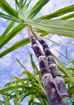 Sugarcane (Saccharum officinarum) 1G
