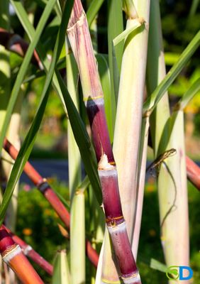 Sugarcane (Saccharum officinarum) 2G