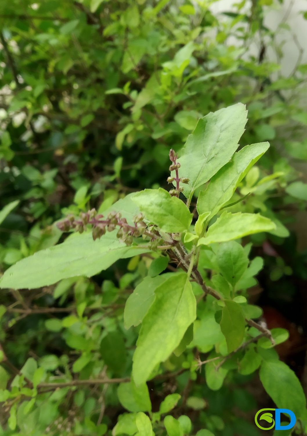 Tulsi - Kapoor (Ocimum africanum) Holy Basil 4”