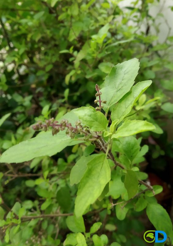 Tulsi - Kapoor (Ocimum africanum) Holy Basil 4”