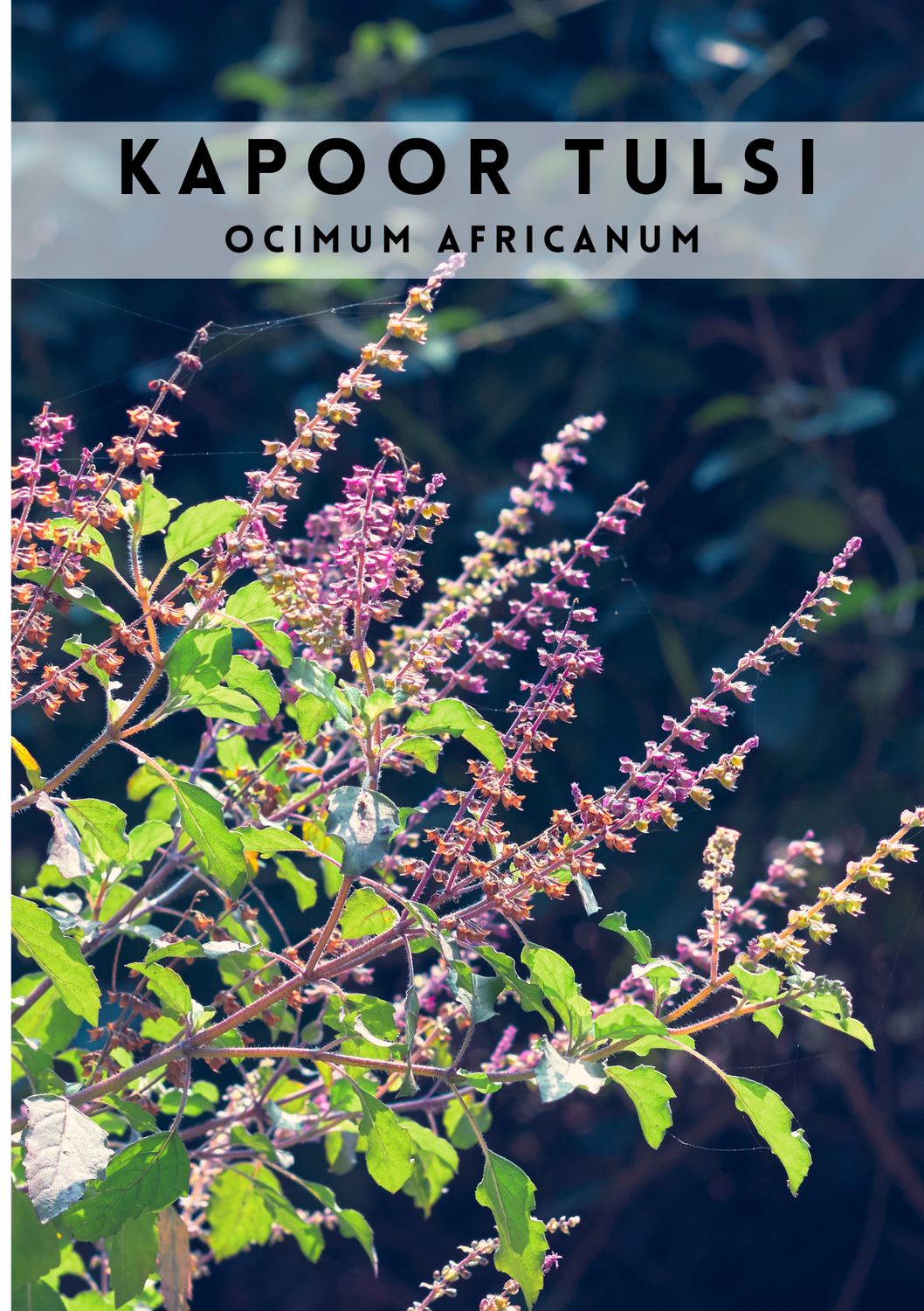 Tulsi - Kapoor (Ocimum africanum) Holy Basil 4”