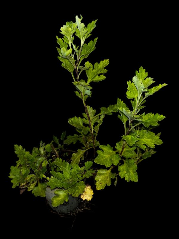 Manzanilla Criolla (Tanacetum parthenium) 4" Manzanilla Criolla (Tanacetum parthenium) 4"