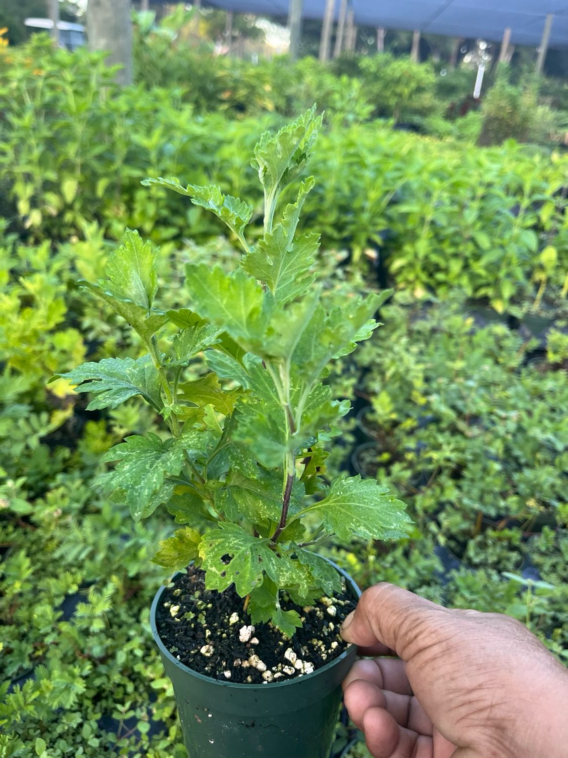 Manzanilla Criolla (Tanacetum parthenium) 4" Manzanilla Criolla (Tanacetum parthenium) 4"