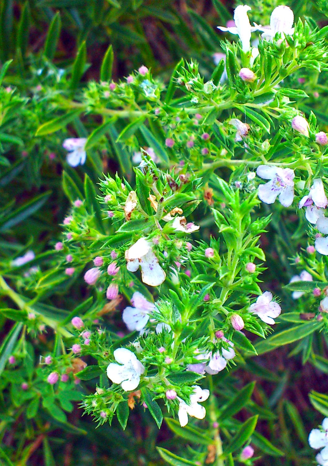 Mint - Costa Rican (Satureja viminea) 1G