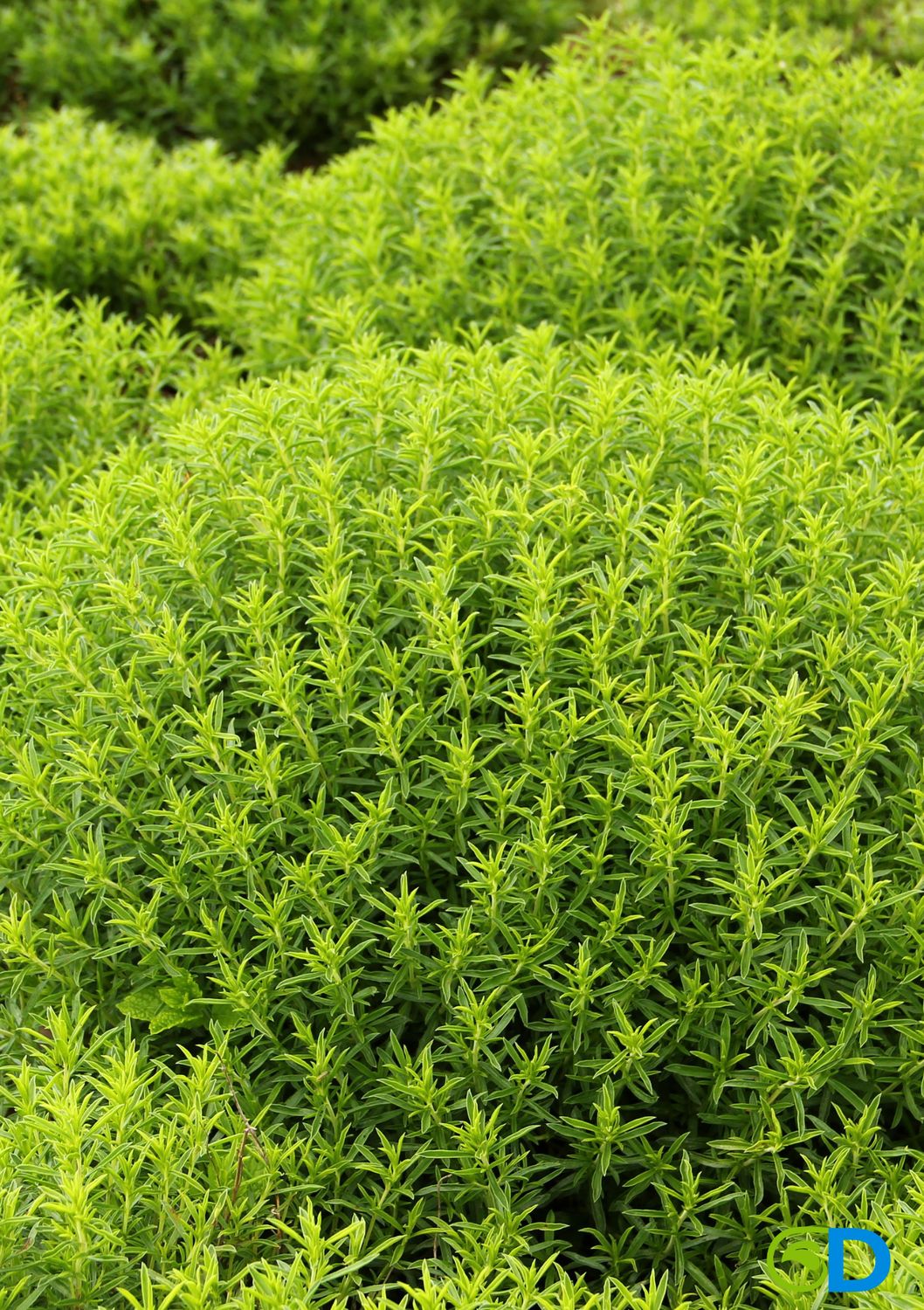 Mint - Costa Rican (Satureja viminea) 4”