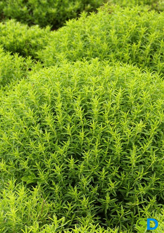 Mint - Costa Rican (Satureja viminea) 1G