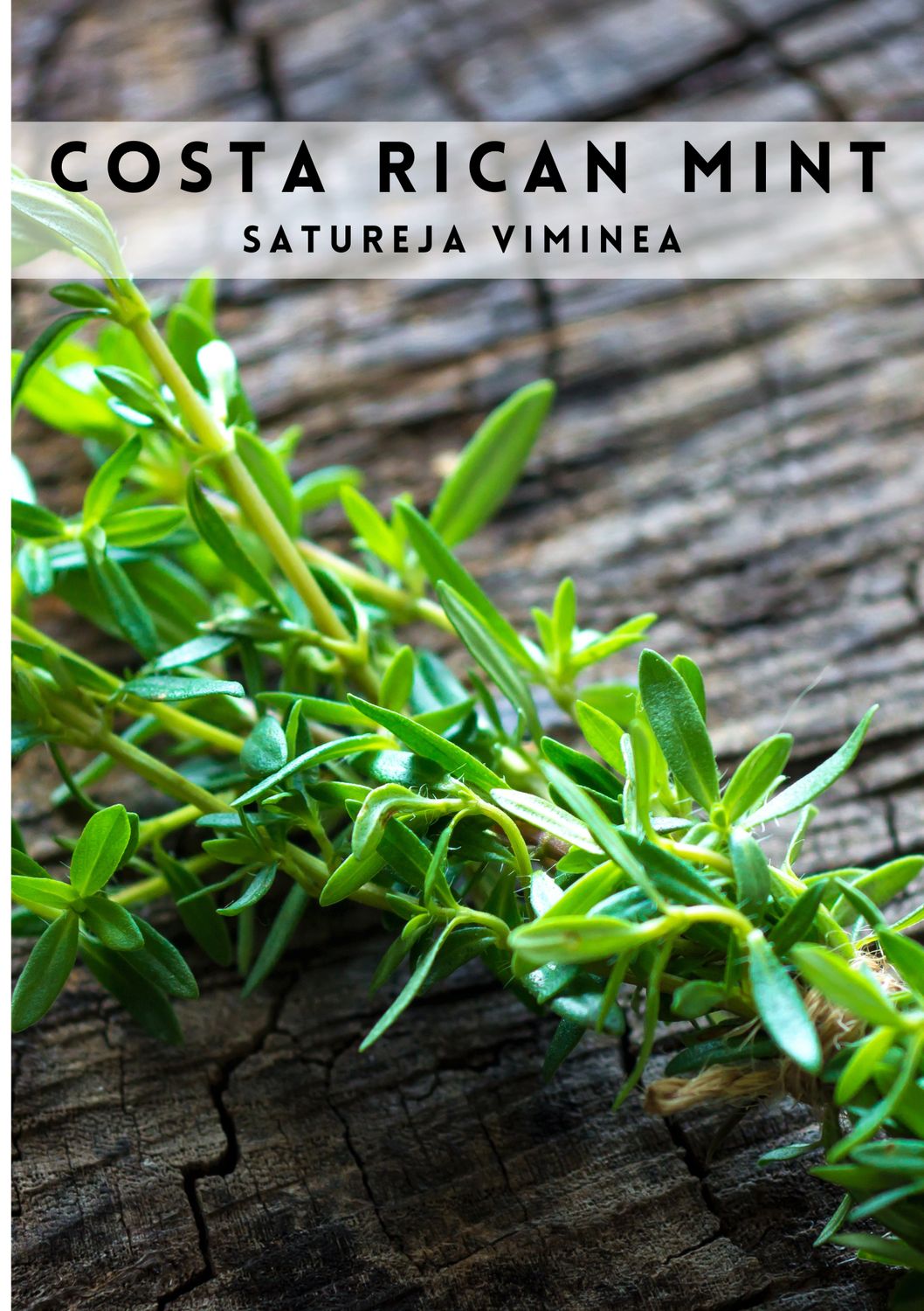 Mint - Costa Rican (Satureja viminea) 1G