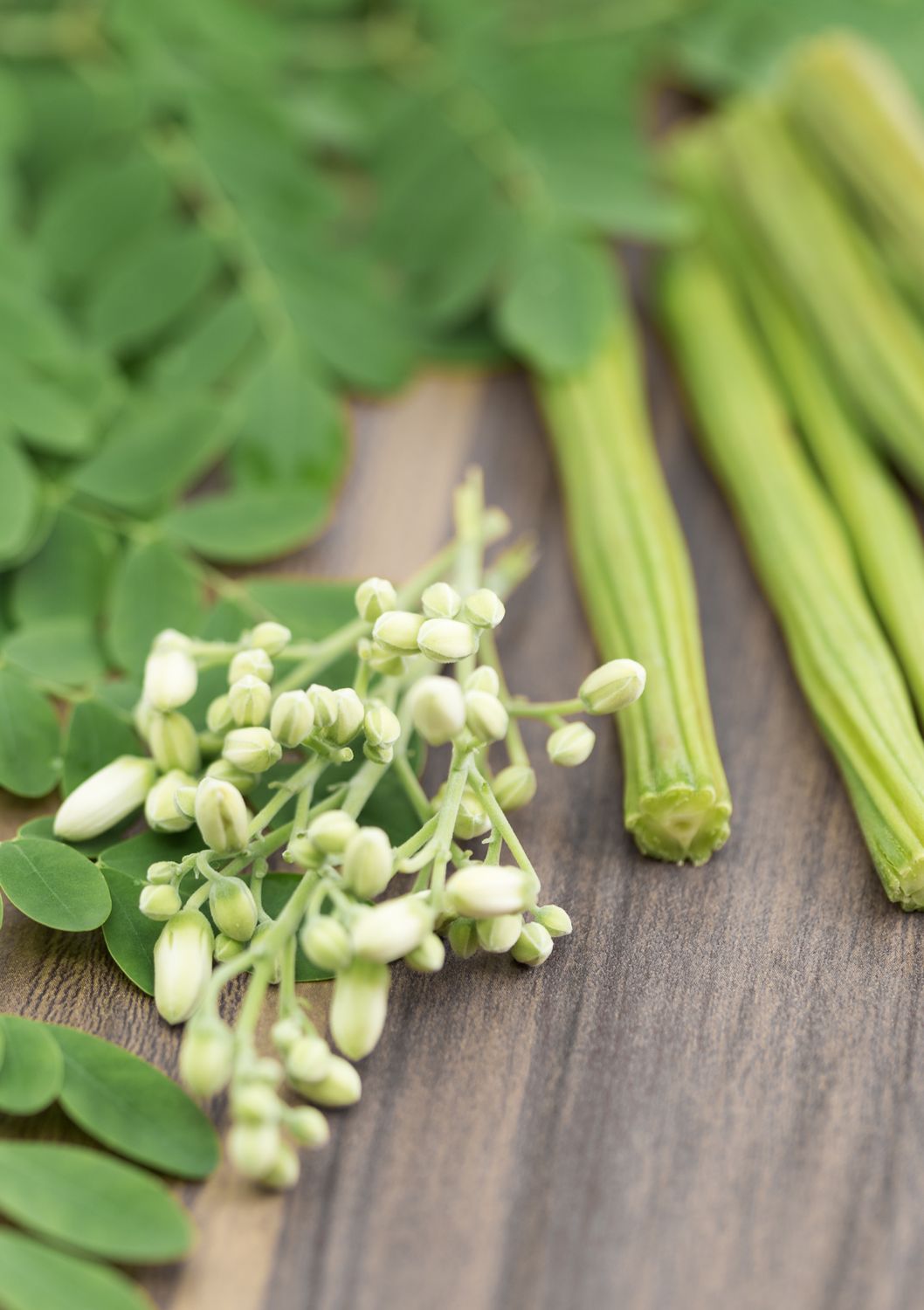 Moringa Tree (Moringa oleifera) 4&quot;