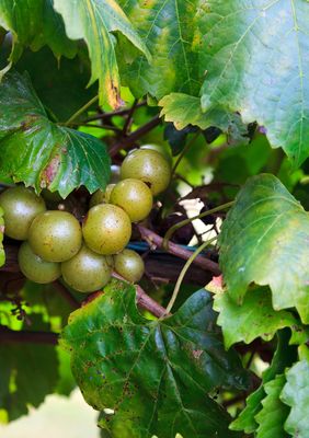 Grape - Summit (Vitus rotundifolia) 1G Grape - Summit (Vitus rotundifolia) 1G