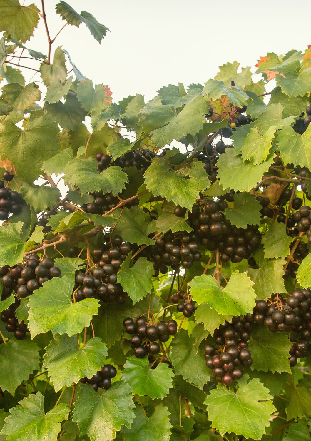 Grape - Delicious (Vitus rotundifolia) 1G Grape - Delicious (Vitus rotundifolia) 1G