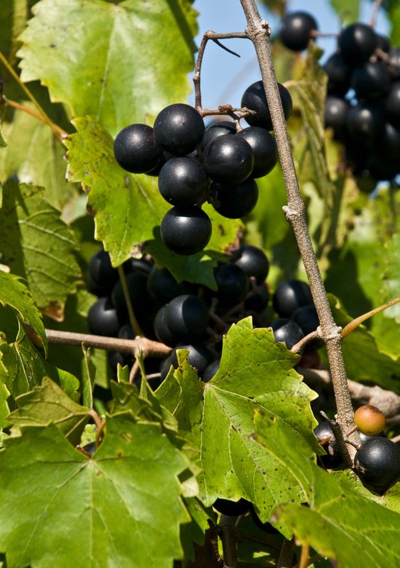 Grape - Delicious (Vitus rotundifolia) 1G Grape - Delicious (Vitus rotundifolia) 1G