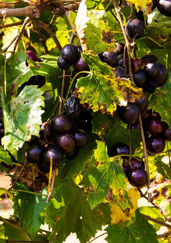 Grape - Cowart (Vitus rotundifolia) 1G Grape - Cowart (Vitus rotundifolia) 1G