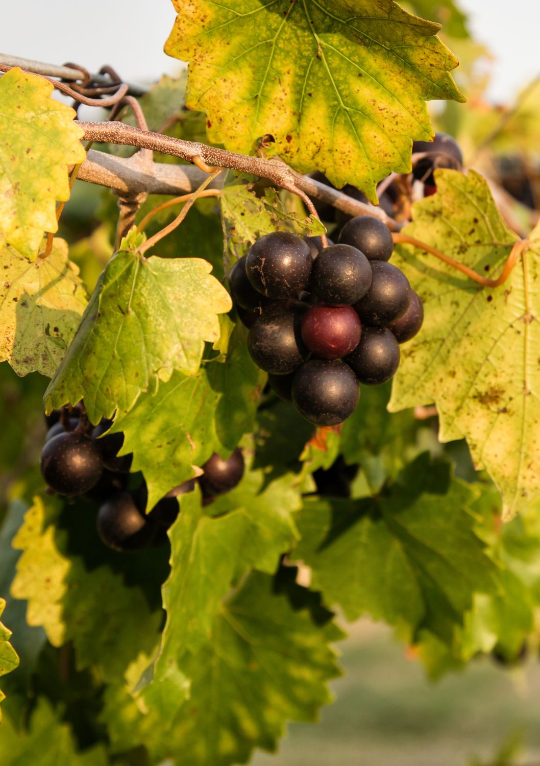 Grape - Alachua (Vitus rotundifolia) 1G