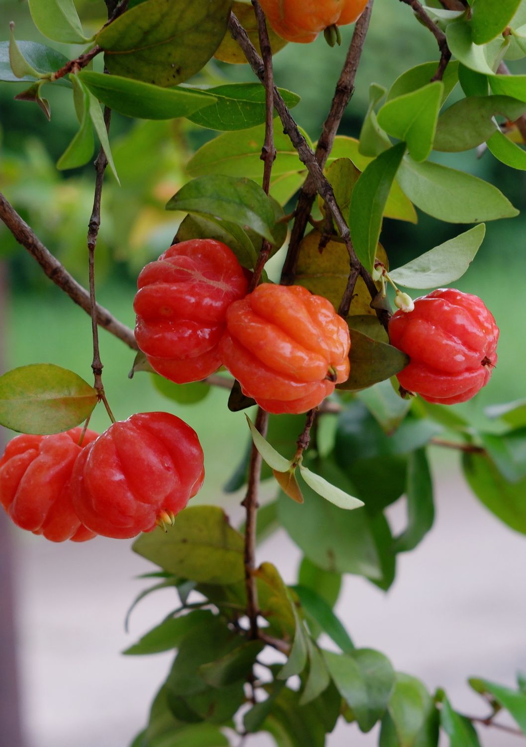 Surinam Cherry - Red (Eugenia uniflora) 2G