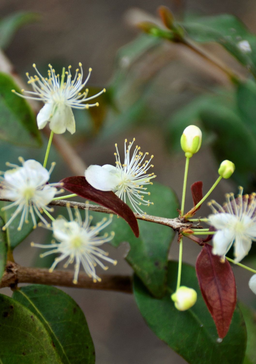 Surinam Cherry - Red (Eugenia uniflora) 2G