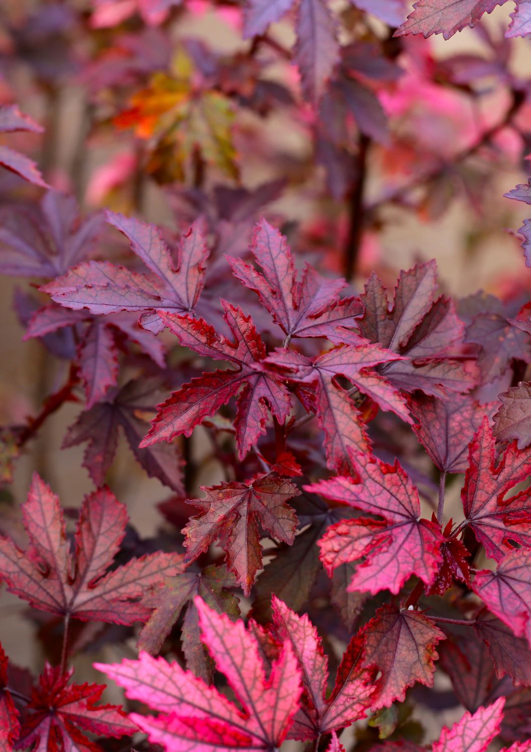 Hibiscus - Cranberry (Hibiscus acetosella) Edible Leaf 1G Hibiscus - Cranberry (Hibiscus acetosella) Edible Leaf 1G