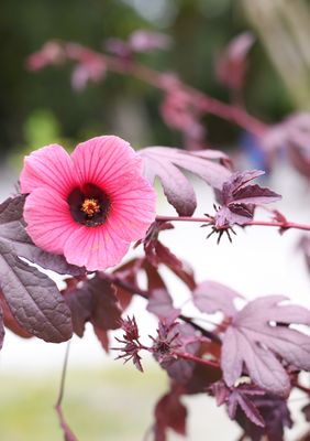 Hibiscus - Cranberry  (Hibiscus acetosella) Edible Leaf 4&quot;