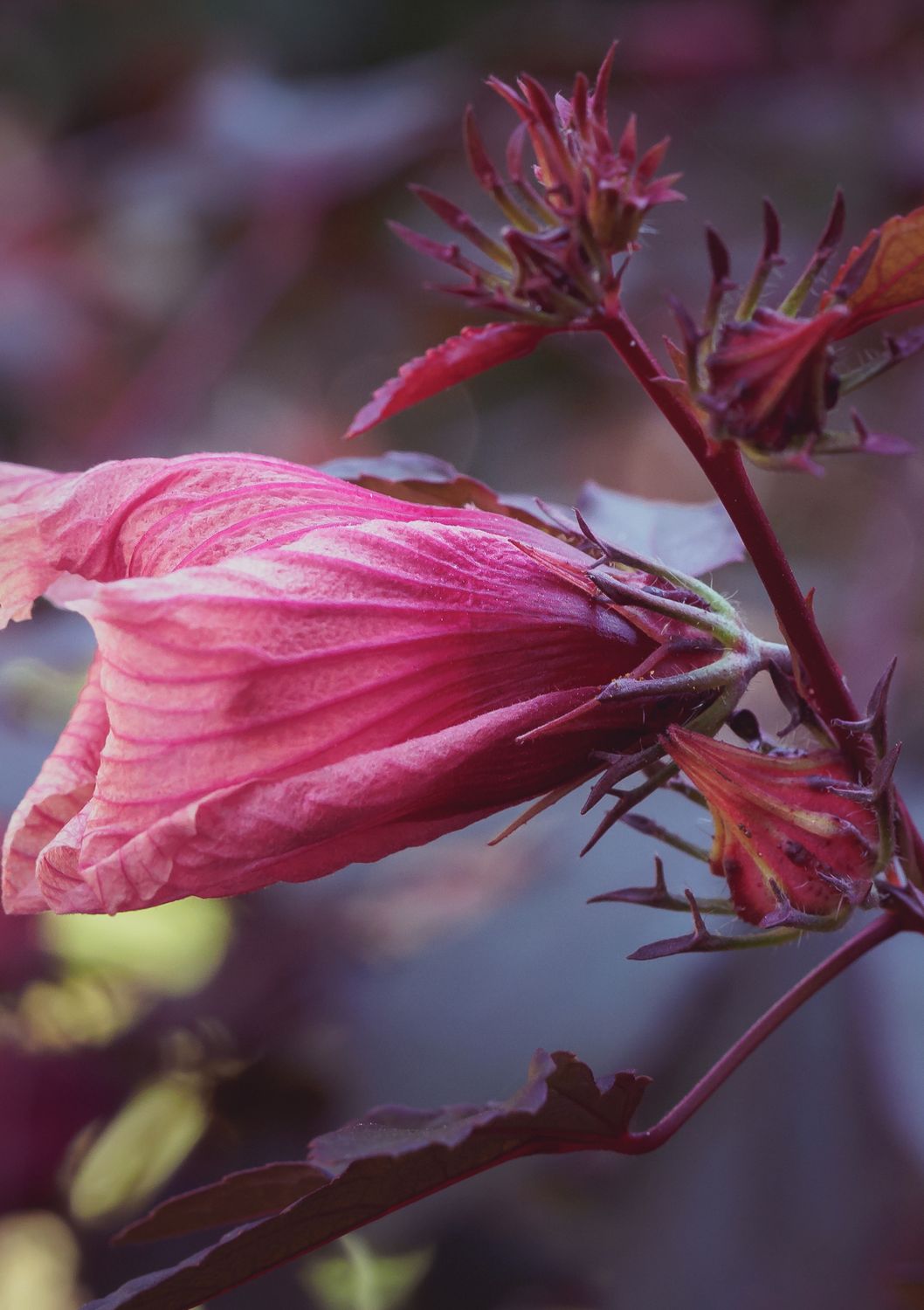 Hibiscus - Cranberry  (Hibiscus acetosella) Edible Leaf 4"