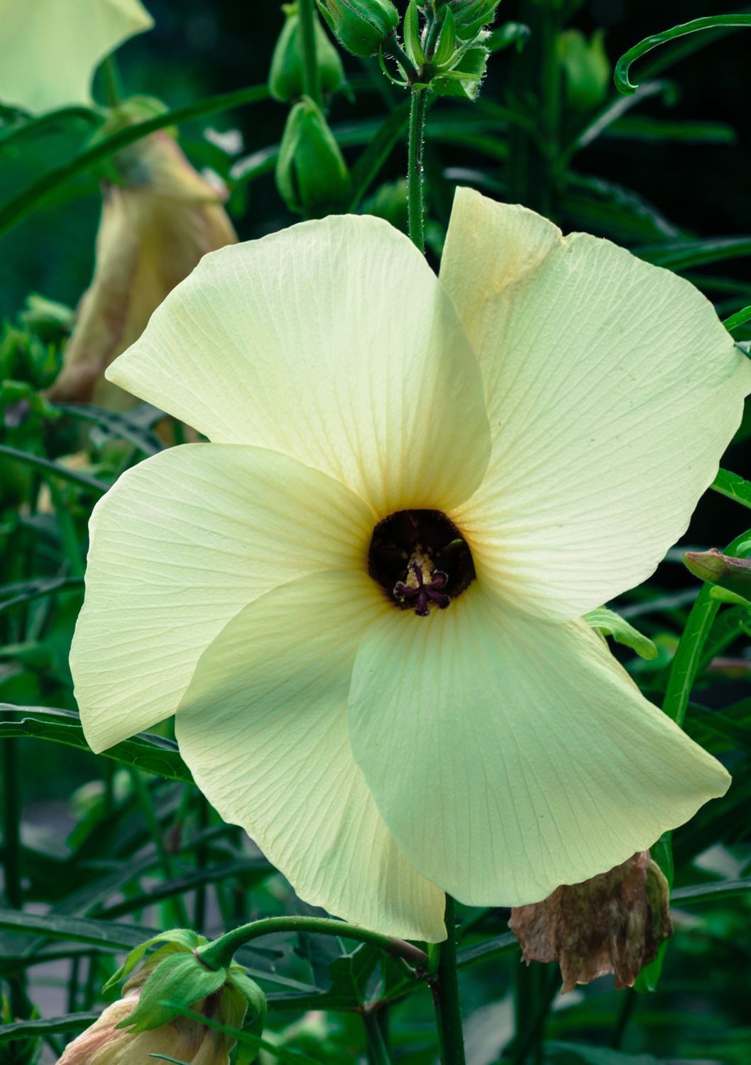 Hibiscus - Tongan Spinach (Abelmoschus manihot) Salad Tree, 4&quot;