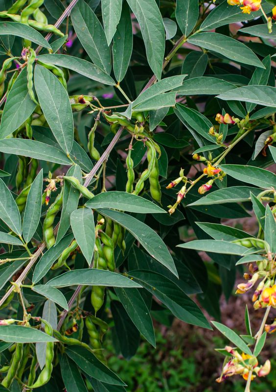 Pigeon Pea - Yellow (Cajanus cajan) 1G Pigeon Pea - Yellow (Cajanus cajan) 1G