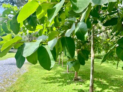 Eucalyptus - Cadaghi Tree (Corymbia torelliana) 1G