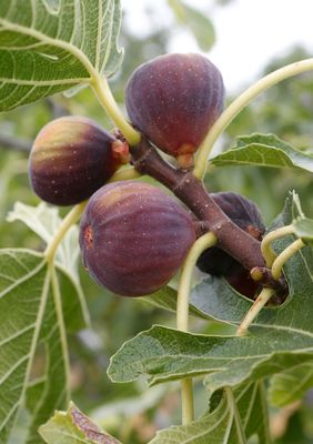Fruit Trees + Plants