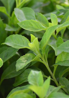 Perennial Vegetables + Root Crops
