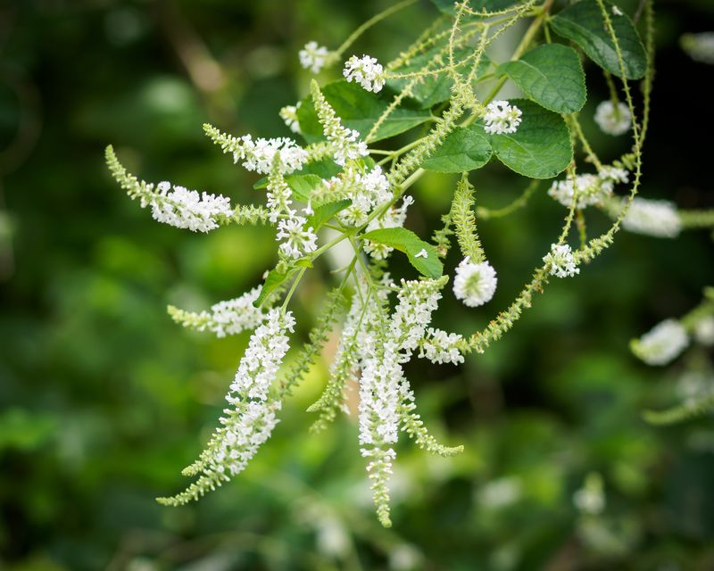Sweet Almond - Dwarf (Aloysia virgata) 4&quot;
