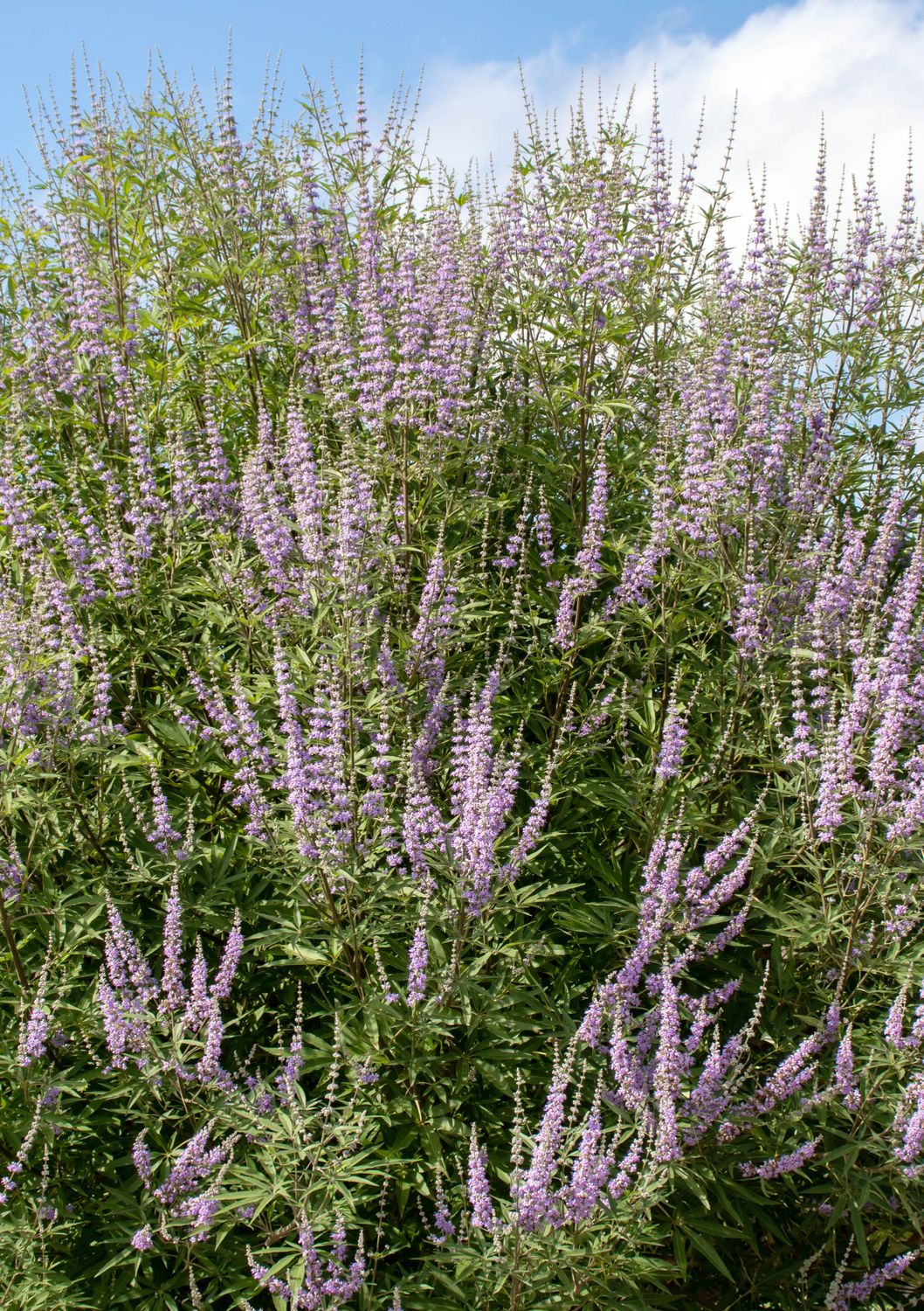 Vitex - Chaste Tree (Vitex agnus-castus) 4" Vitex - Chaste Tree (Vitex agnus-castus) 4"