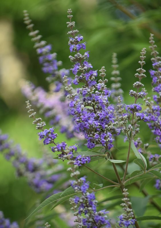 Vitex - Chaste Tree, Dwarf (Vitex agnus-castus) 4" Vitex - Chaste Tree, Dwarf (Vitex agnus-castus) 4"
