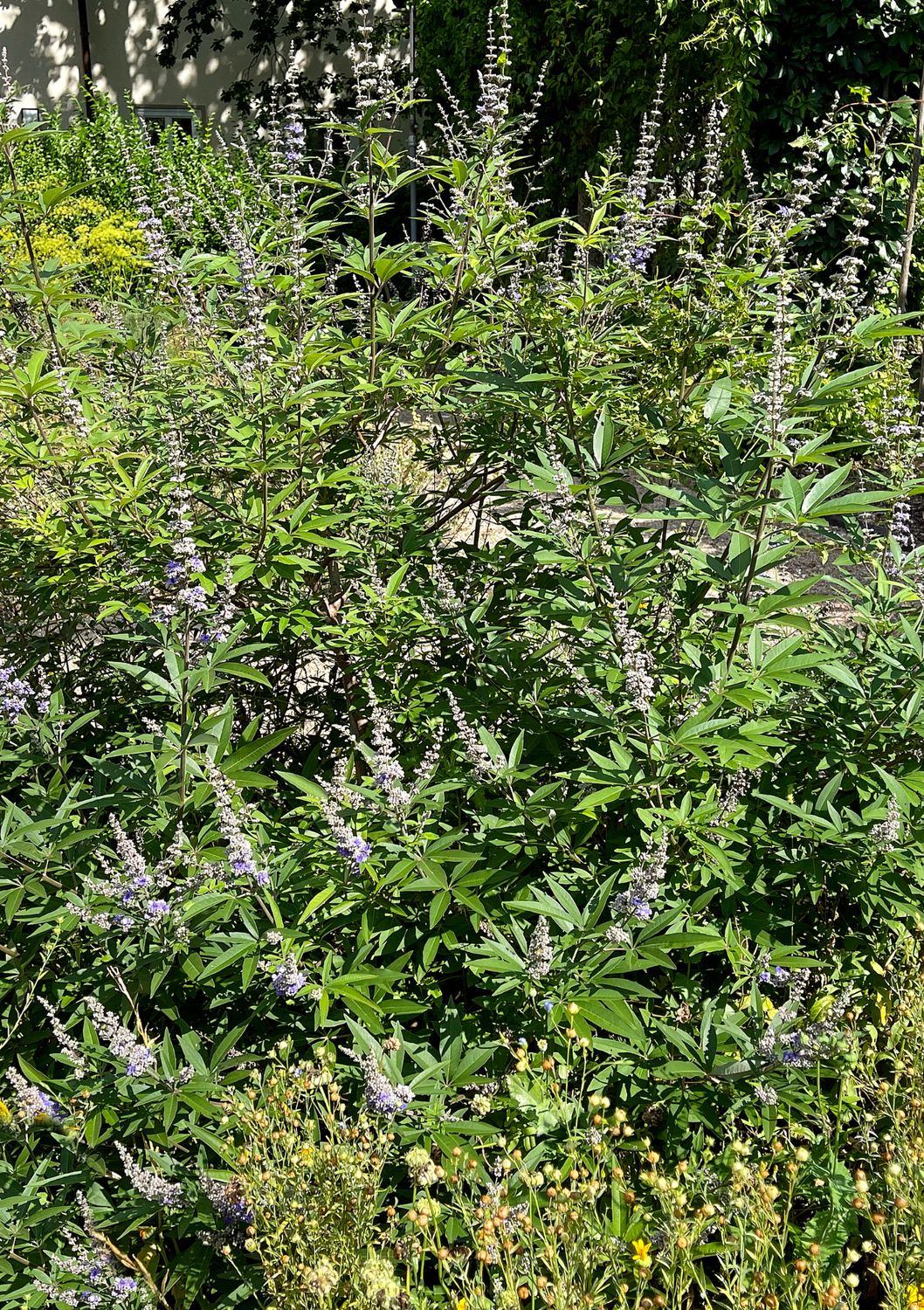 Vitex - Chaste Tree, Dwarf (Vitex agnus-castus) 4" Vitex - Chaste Tree, Dwarf (Vitex agnus-castus) 4"