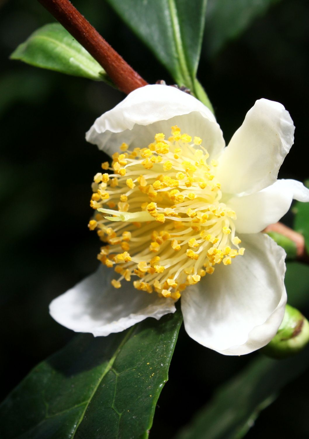 Camelia - Large Leaf Tea (Camelia sinensis) 3G