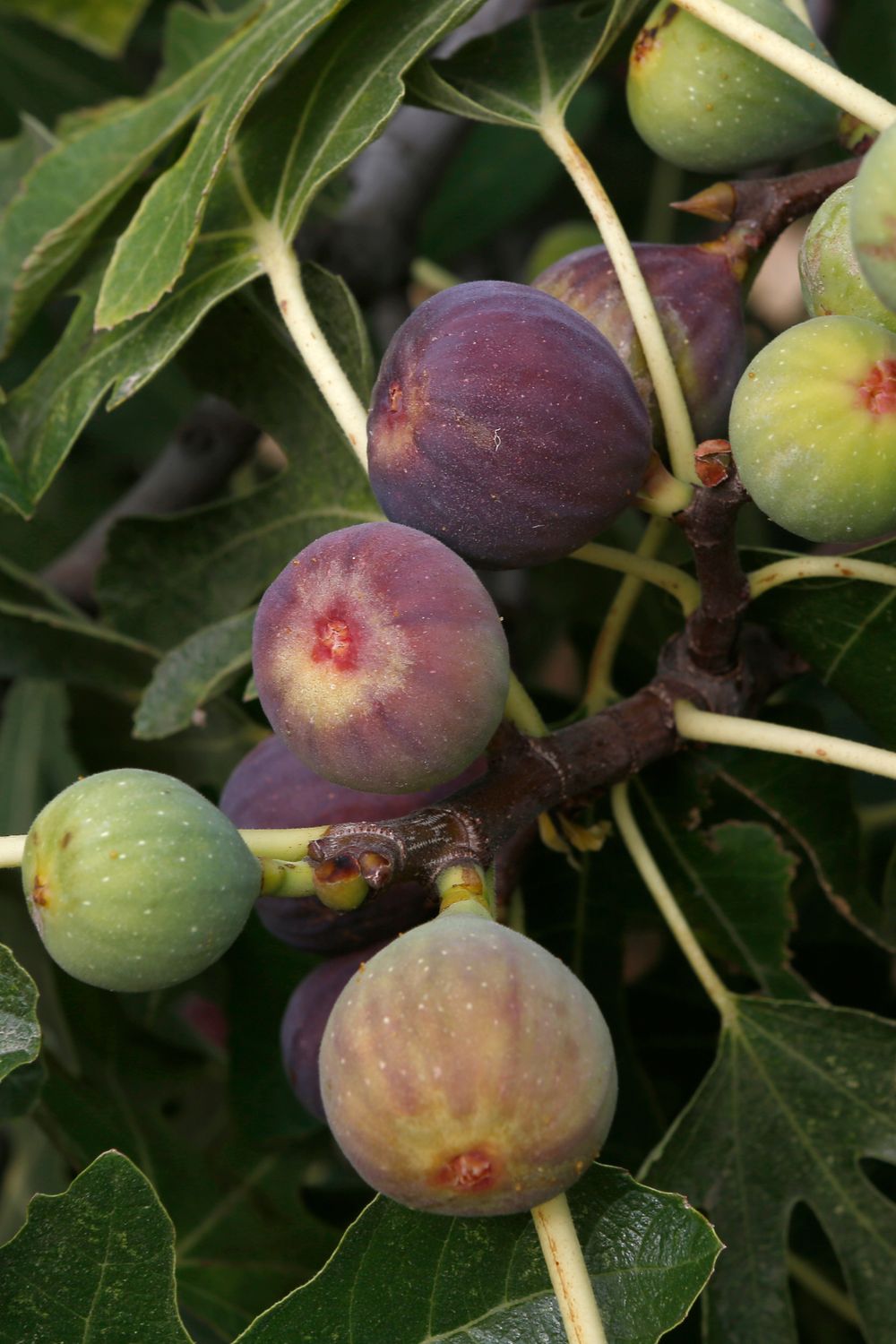 Fig - LSU Purple (Ficus carica) 3G Fig - LSU Purple (Ficus carica) 3G