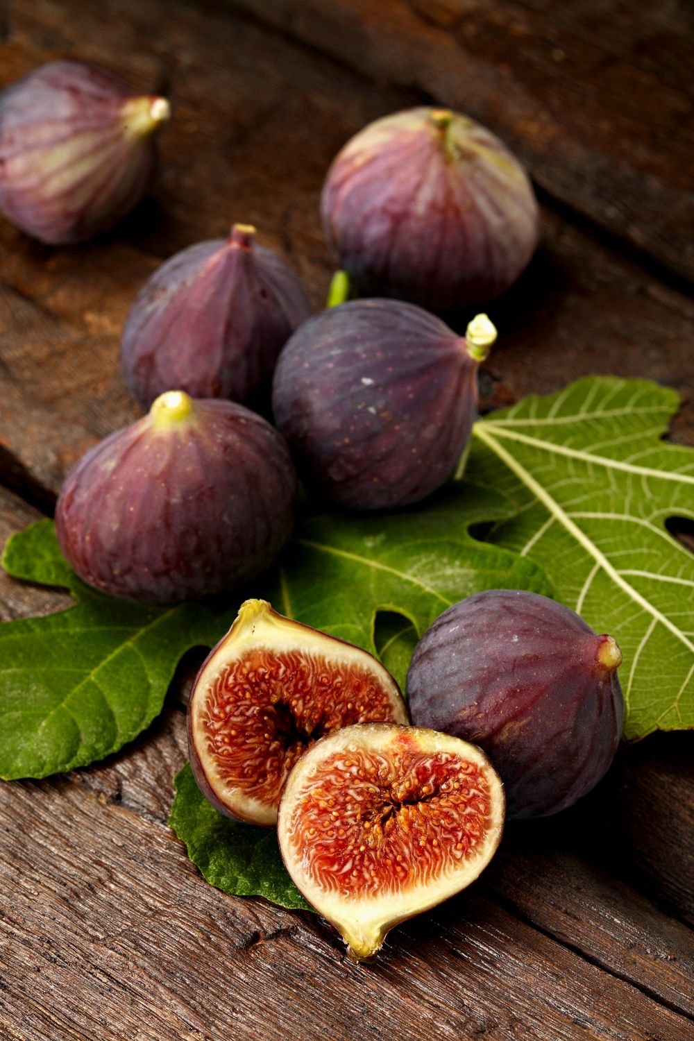 Fig - LSU Purple (Ficus carica) 3G Fig - LSU Purple (Ficus carica) 3G