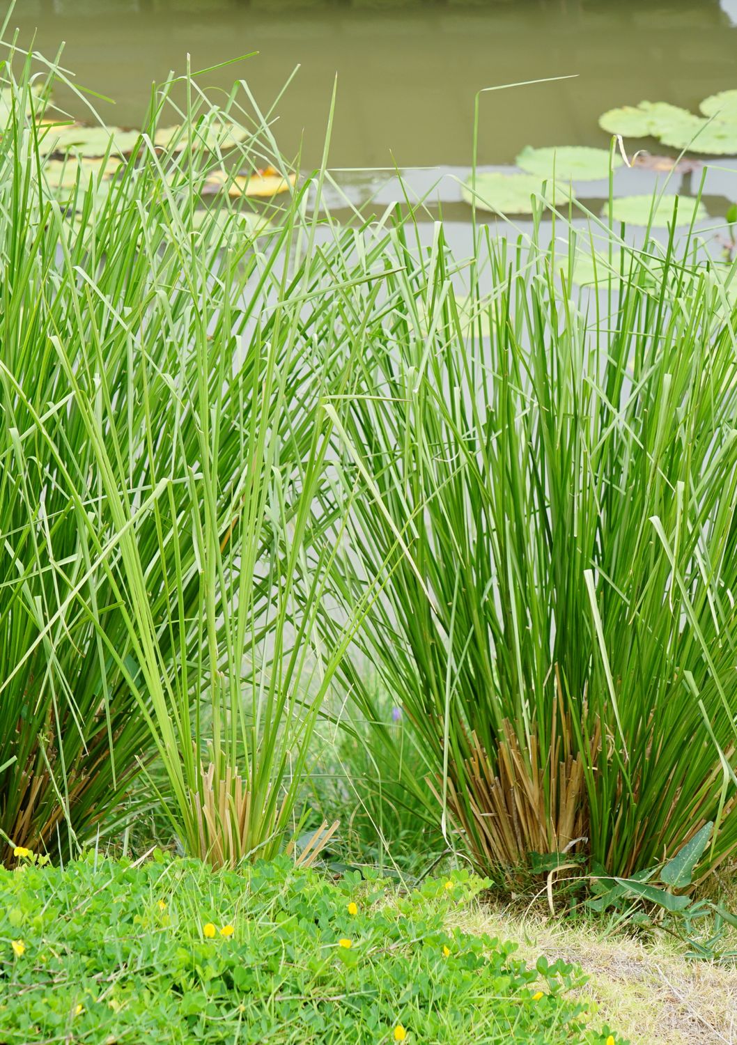 Grass - Vetiver  (Chrysopogon zizanioides) 1Gal