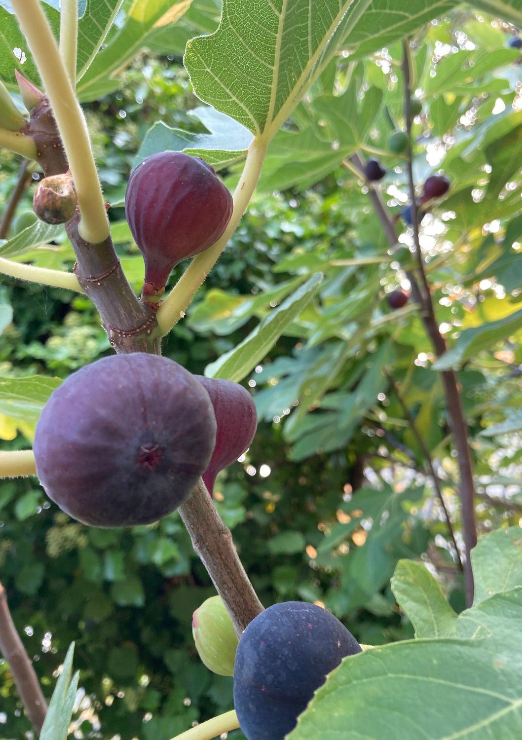 Fig - Olympian (Ficus carica) 3G Fig - Olympian (Ficus carica) 3G