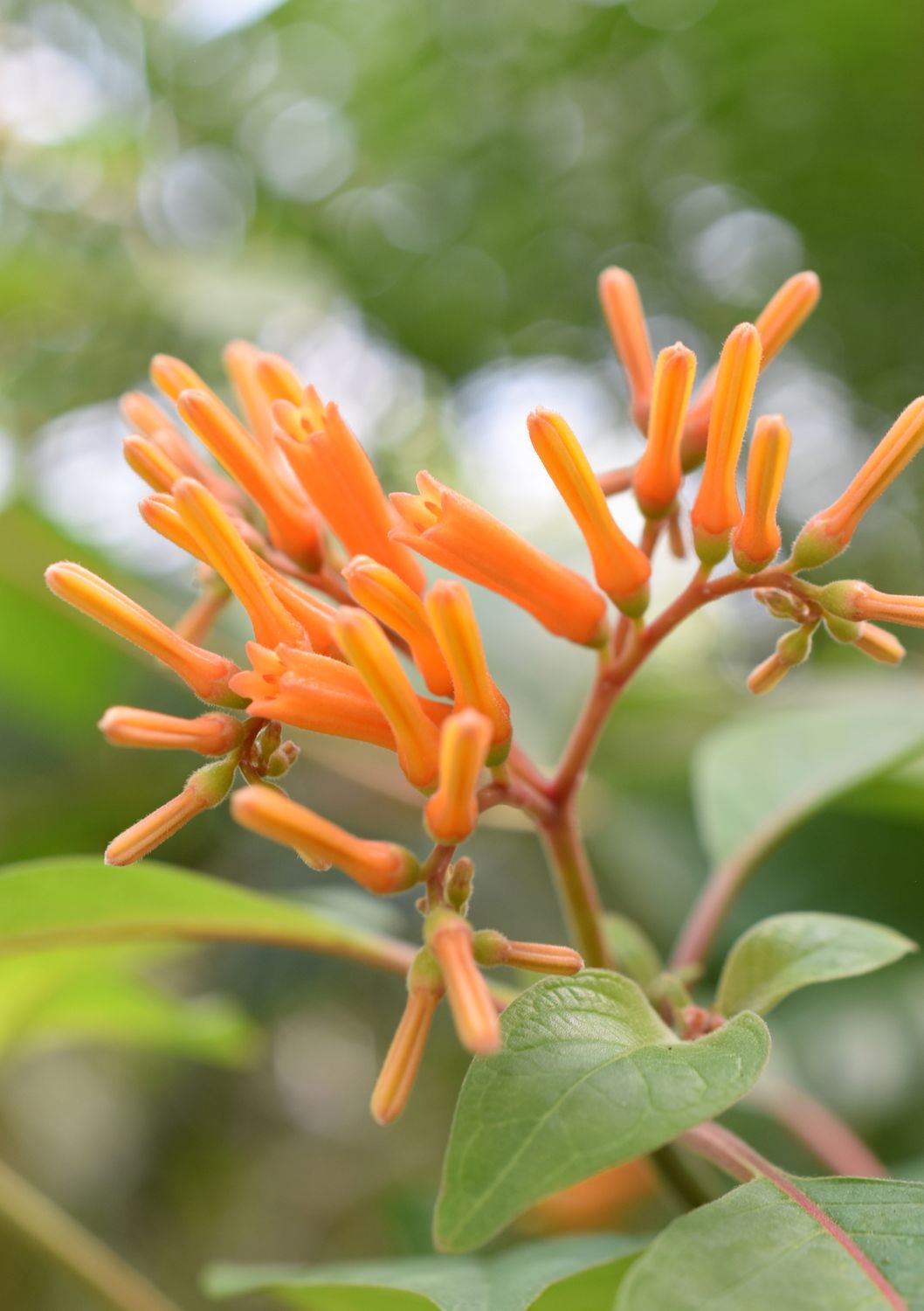 Firebush (Hamelia patens) 1G