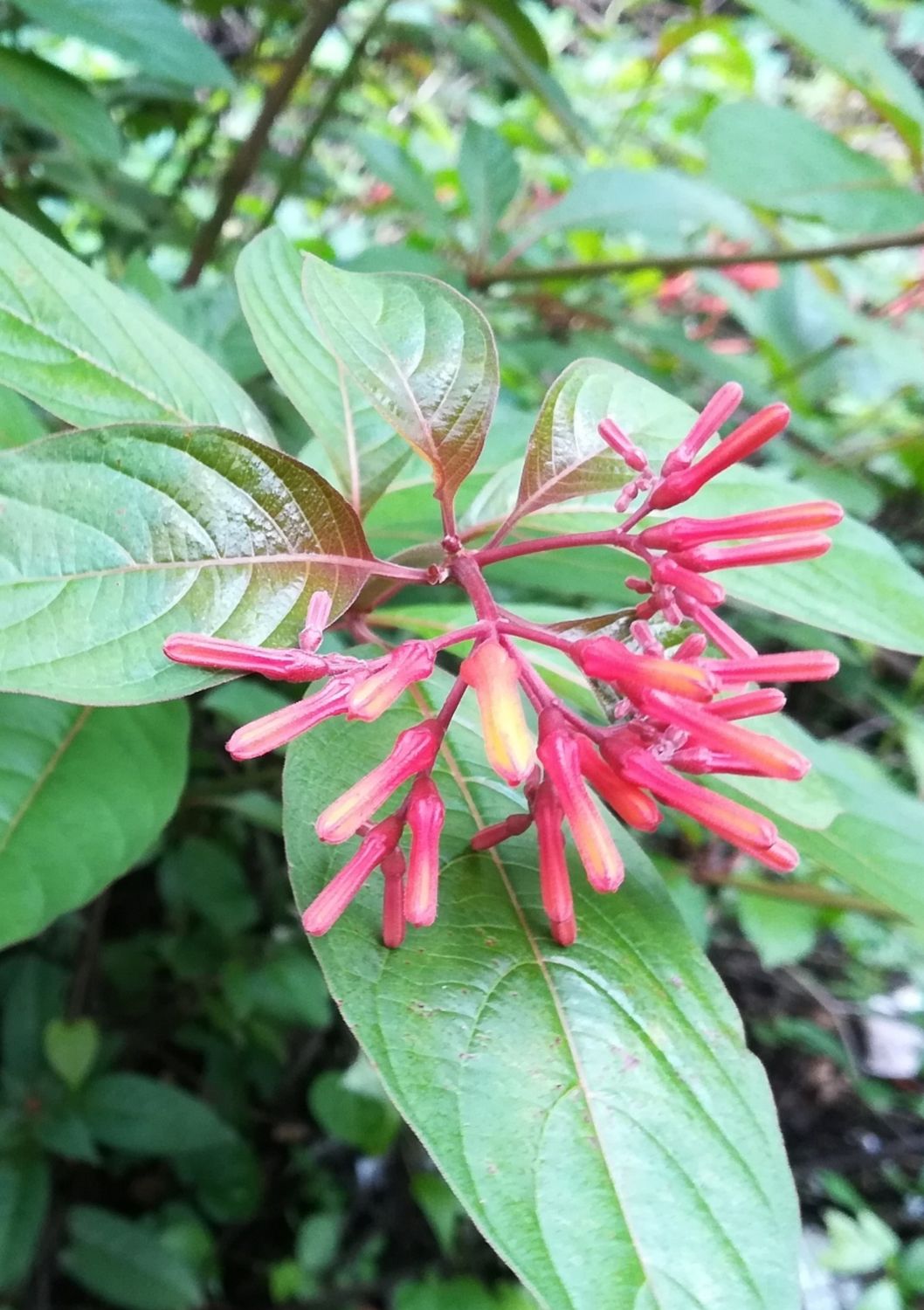 Firebush (Hamelia patens) 3G