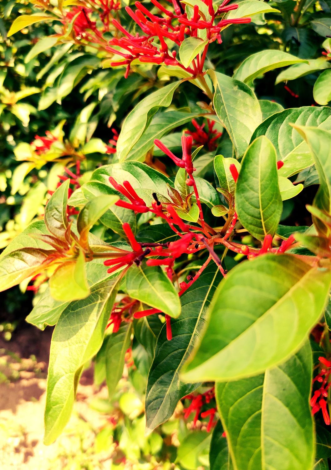 Firebush (Hamelia patens) 3G