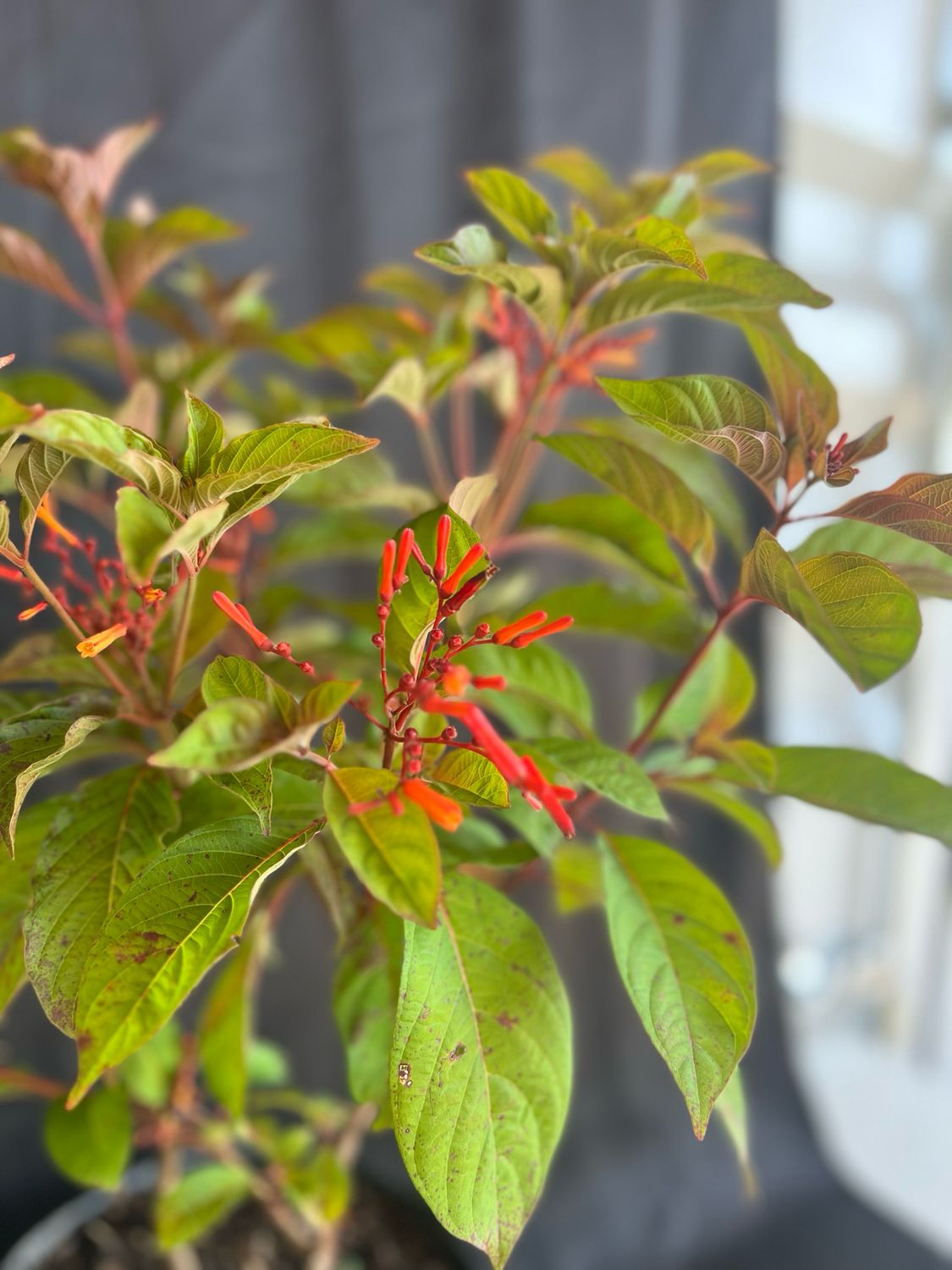 Firebush (Hamelia patens) 1G