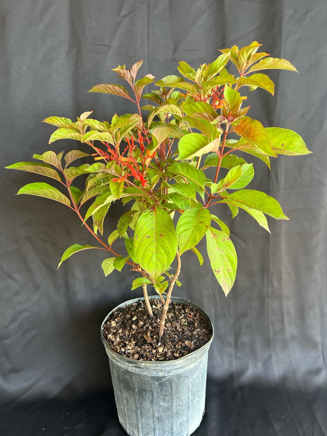 Firebush (Hamelia patens) 1G