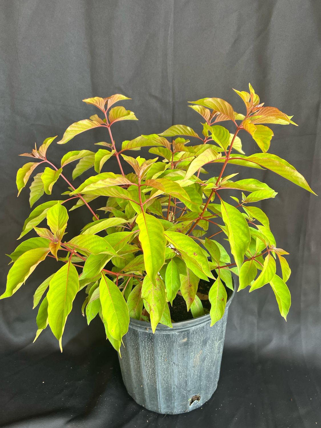 Firebush (Hamelia patens) 3G