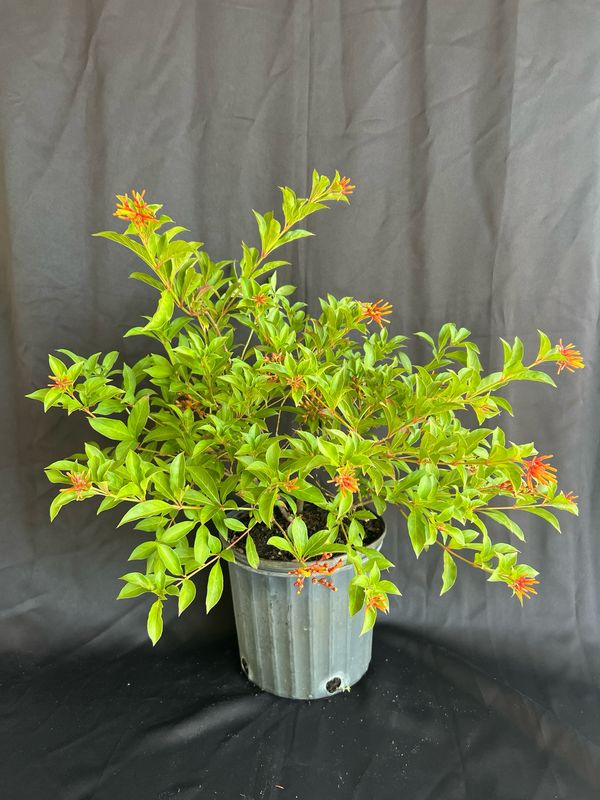 Firebush - Dwarf (Hamelia patens 'Compacta'), 3G