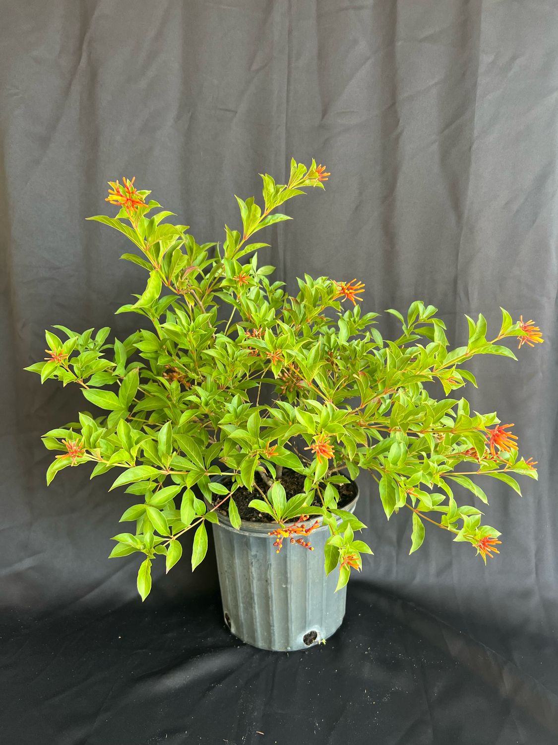 Firebush - Dwarf (Hamelia patens &#39;Compacta&#39;), 3G