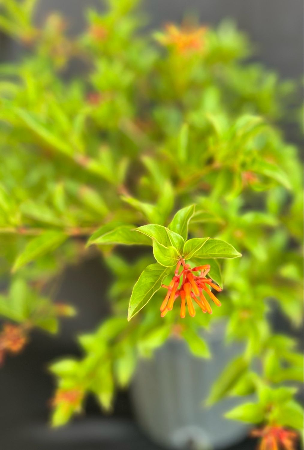 Firebush - Dwarf (Hamelia patens &#39;Compacta&#39;), 3G